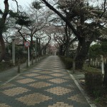 青山霊園の桜